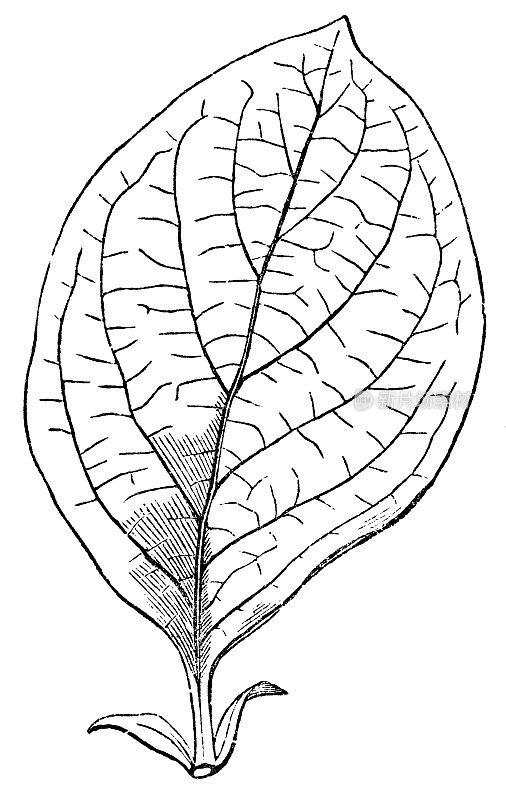 木瓜树(Cydonia Oblonga)叶- 19世纪